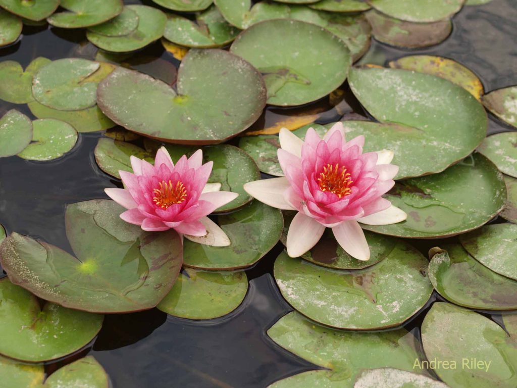 Pink waterlilies